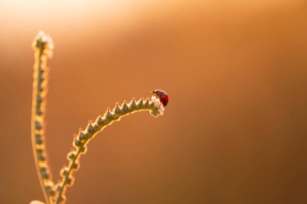 ladybug at sunset stock photo