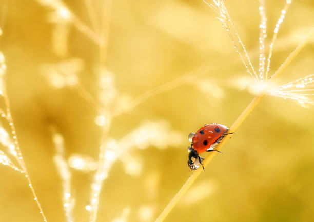 ladybug living in my garden - biedronka imagens e fotografias de stock