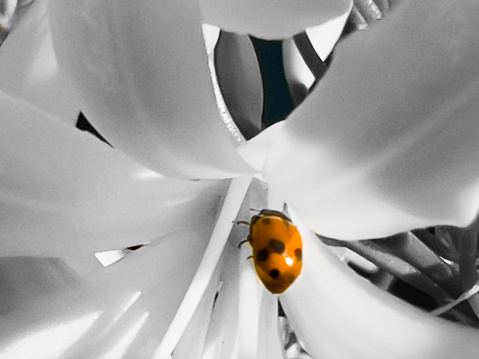 My original closeup photo of a tiny ladybug resting on the petal of an African Lily flower has been transformed using a Lightroom filter to bring strong contrast and interest to the image.