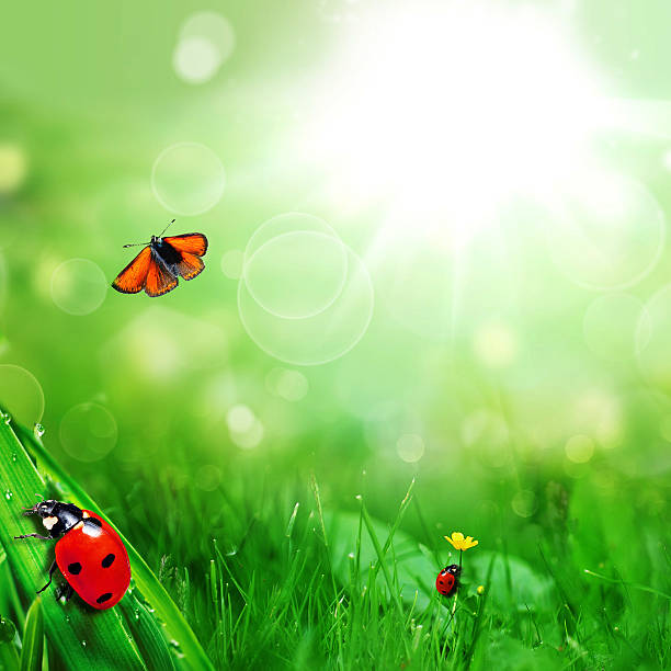 ladybugs and butterfly stock photo