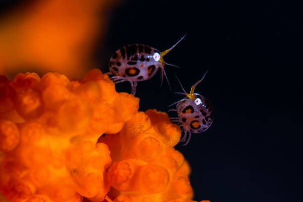 Ladybugs of Komodo stock photo