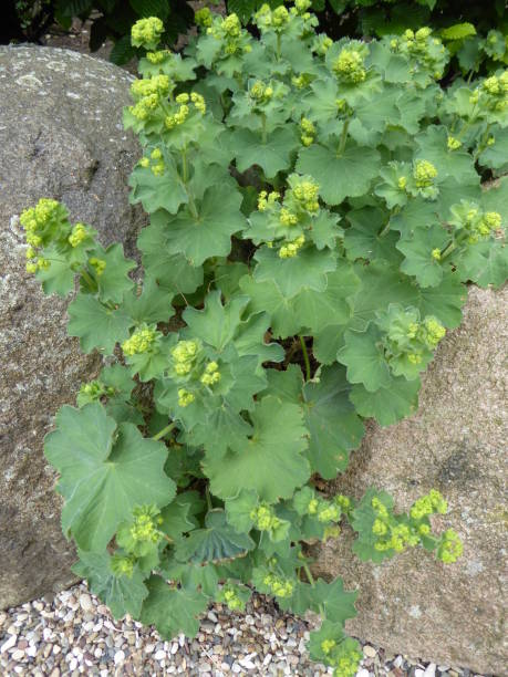 lady's mantle in flower in between stone formation stock photo