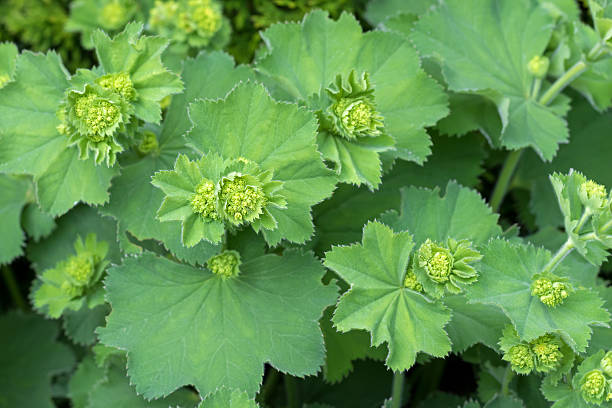 Lady's mantles leaves in green with small yellow flower buds stock photo