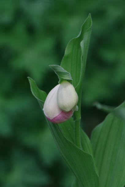 Lady's Slipper - Orchid stock photo