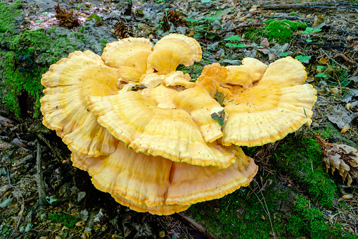 Laetiporus sulphureus is a species of bracket fungus found in Europe and North America. Its common names are crab-of-the-woods, sulphur polypore, sulphur shelf, and chicken-of-the-woods