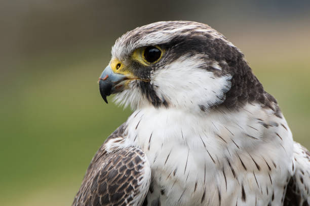 Laggar falcon (Falco jugger) stock photo