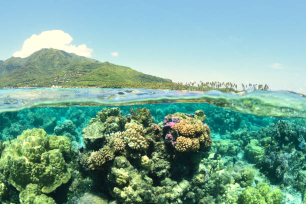 lagoon of Moorea translucent and fishy lagoon of Moorea - French Polynesia biodiversity stock pictures, royalty-free photos & images