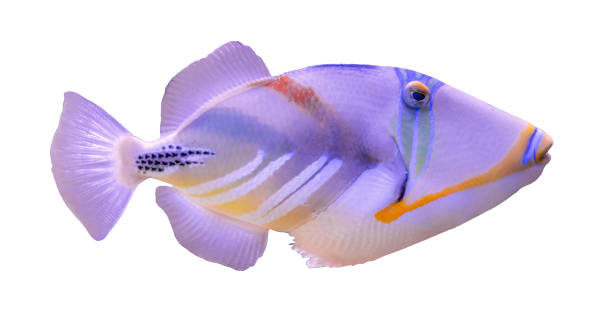 Lagoon triggerfish (Rhinecanthus aculeatus) isolated on white background stock photo