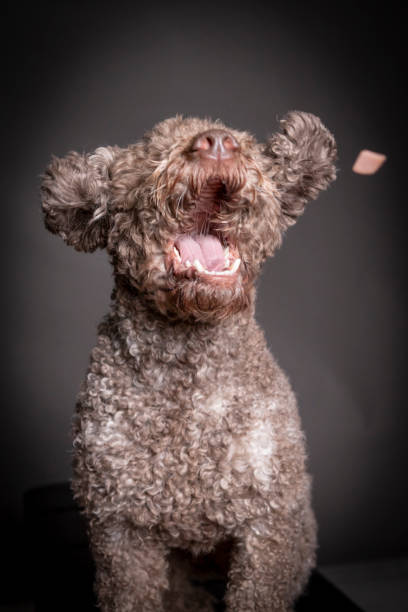 lagotto romagnolo dog catching treat, mouth open. stock photo