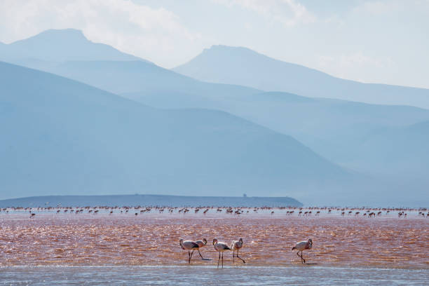Laguna Corolla from Flamingo Flamingo of Laguna Cololada lake nakuru stock pictures, royalty-free photos & images