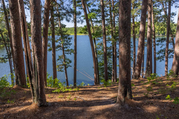 Lake Coon and Pine Tree Forest stock photo
