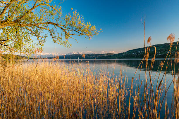 Lake Hallwil with reeds and mountain panorama stock photo