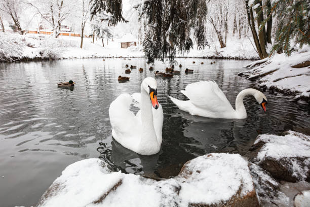 겨울에 는 lviv (셰벤키프스키 하이)의 민속 건축 및 농촌 생활의 클라멘티 셰티츠키 박물관의 호수 - shevchenko 뉴스 사진 이미지