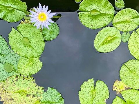 Horizontal landscape of green lilly pads and purple lotus flower with yellow centre in dark still pond in lake Byron Bay Australia