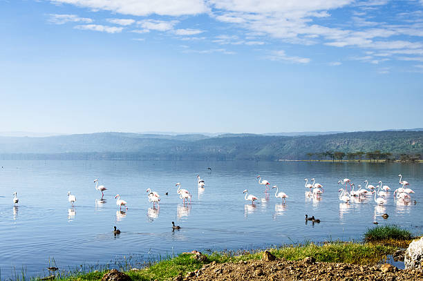 Lake Nakuru This amazing view of Lake Nakuru can be seen during the morning session from the bank of the lake. Lake Nakuru is a salt water lake which is famous for the white flamingos. lake nakuru stock pictures, royalty-free photos & images
