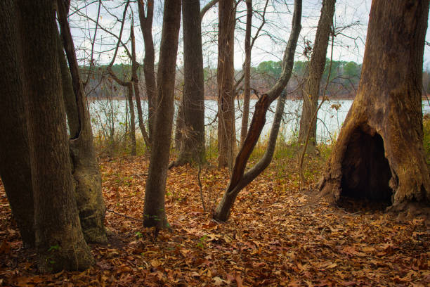 Lakeside Tree Hollow stock photo