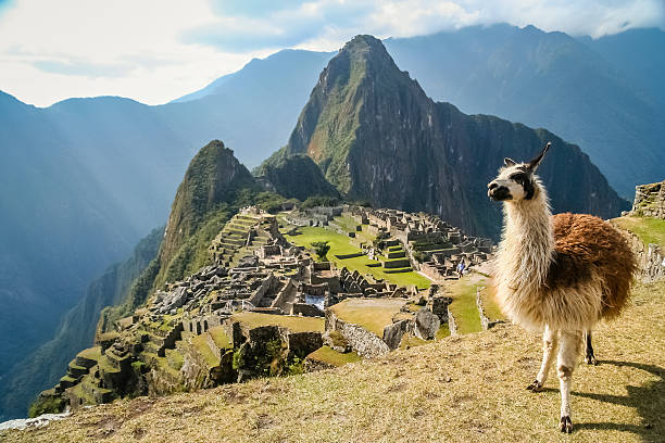 Lama And Machu Picchu Llama in front of ancient inca town of Machu Picchu peru stock pictures, royalty-free photos & images