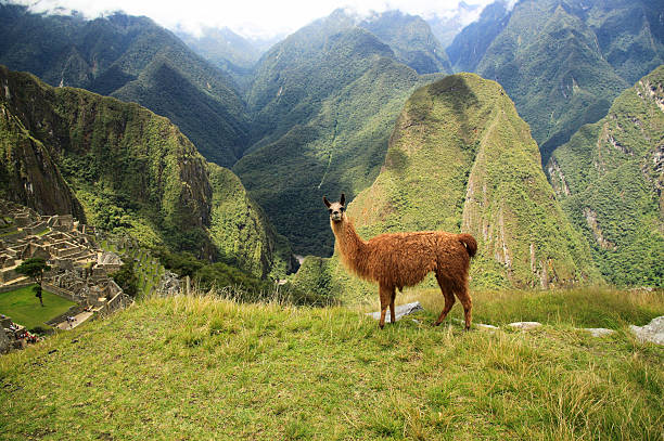 Lama in Macchu Picchu, Peru, South America stock photo