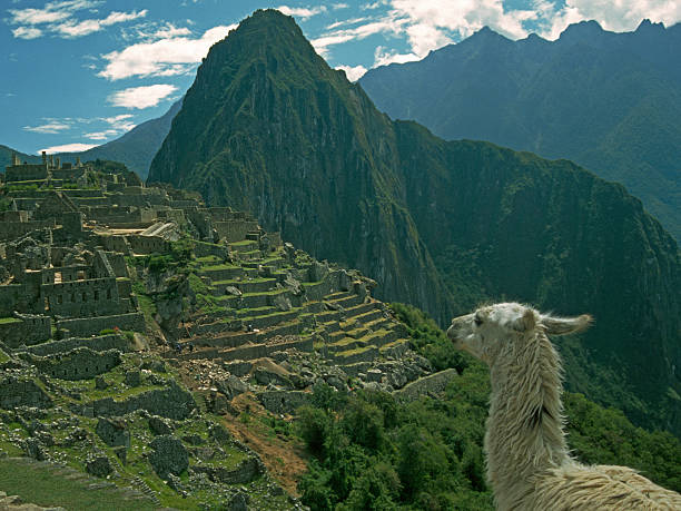 Lama overlooking Machu Picchu stock photo