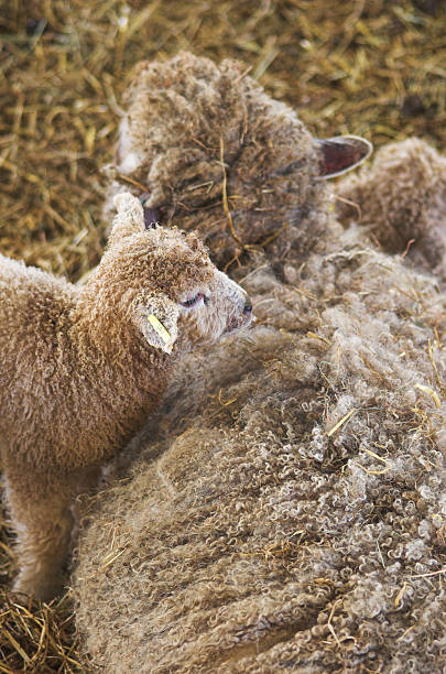 Lamb and Sheep stock photo