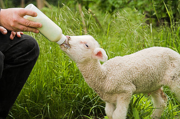 lamb feeding stock photo