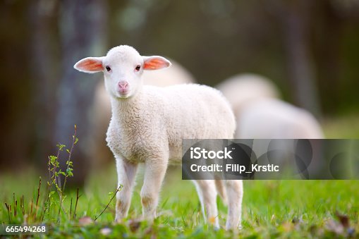 istock Lamb grazing on green grass meadow 665494268
