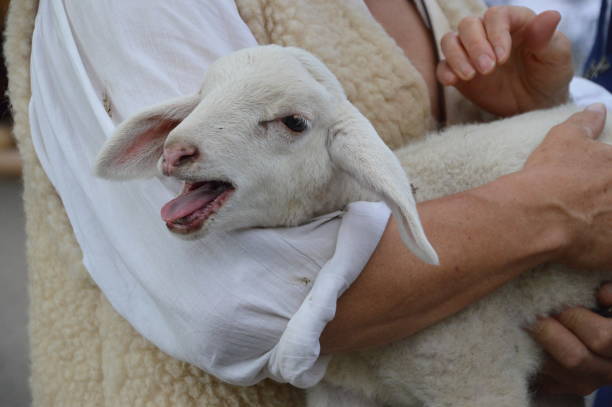 lamb in the arms of the good shepherd stock photo