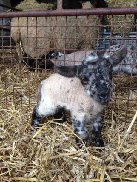 Lamb orphan stock photo