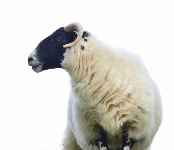 Lambs and Sheep stock photo