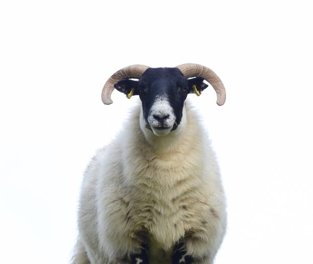 Lambs and Sheep stock photo