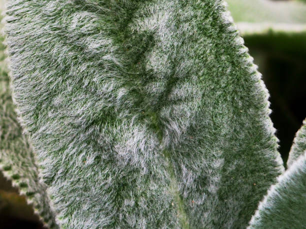 Lamb's Ear, an ornamental perennial plant, Turkish lamb's ear, Stachys byzantine Stachys Lamiaceae. Garden plants close-up. Garden with fluffy gray green leaves of an ornamental decorative plant. stock photo