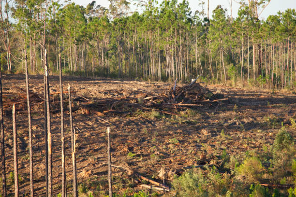 Image result for Tree Care and Land Clearing istock