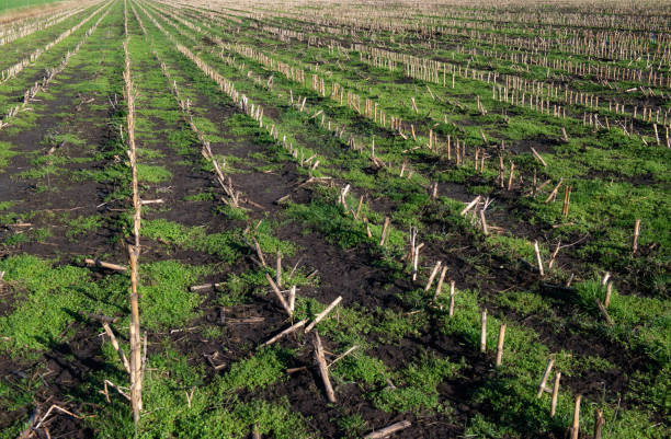 Landbouw in Nederland stock photo