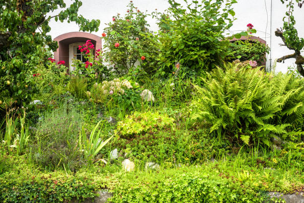주거용 주택에서 돌, 식물, 꽃이 있는 조경 디자인 - 무성한 묘사 뉴스 사진 이미지