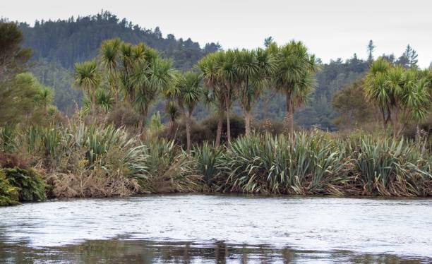 Landscape image of native New Zealand flax bushes and cabbage trees at Waikoropupu Springs. stock photo