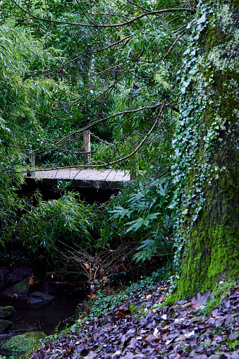 Small wooden bridge over a stream.