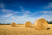 istock Landscape of a large hay field with numerous straw bales 93352961