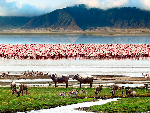 Landscape of African wildlife The African wildlife. Beautiful view of Lake in Ngorongoro Crater, Tanzania. tanzania stock pictures, royalty-free photos & images