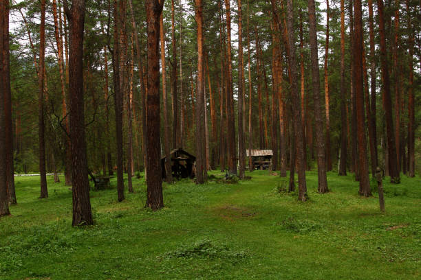 Landscape of coniferous forest. stock photo