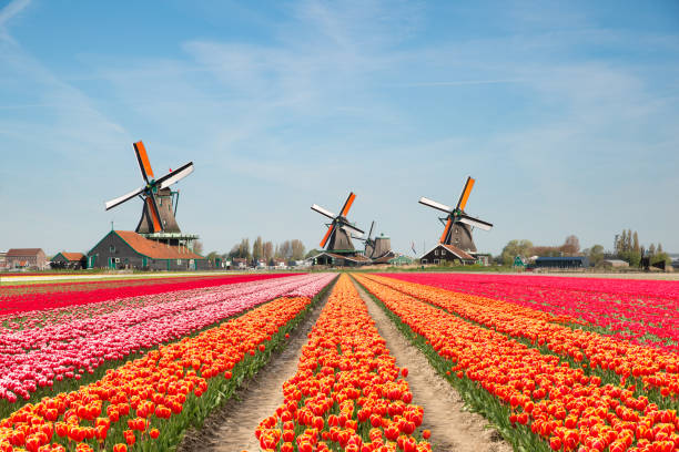Landscape of Netherlands bouquet of tulips and windmills in the Netherlands. stock photo
