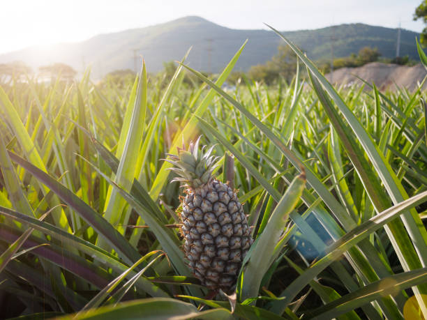 landschaft der ananasfarm mit berg - pineapple plantation stock-fotos und bilder