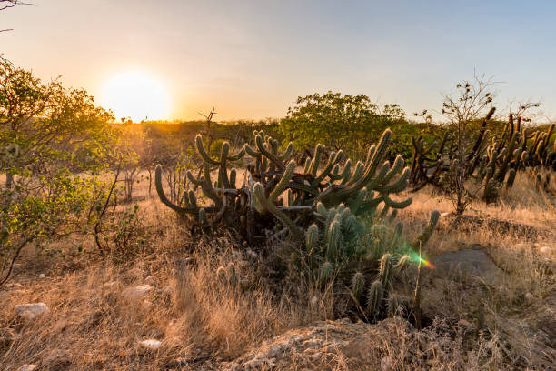 Landscape of the Caatinga in Brazil. Cactus at sunset Landscape of the Caatinga in Brazil. Cactus at sunset caatinga stock pictures, royalty-free photos & images