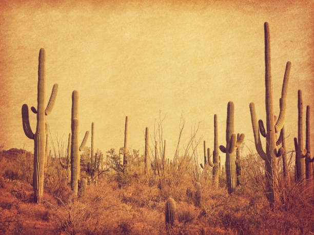 Landscape of the desert with Saguaro cacti. Photo in retro style. Added paper texture. Toned image Landscape of the desert with Saguaro cacti. Photo in retro style. Added paper texture. Toned image wild west stock pictures, royalty-free photos & images