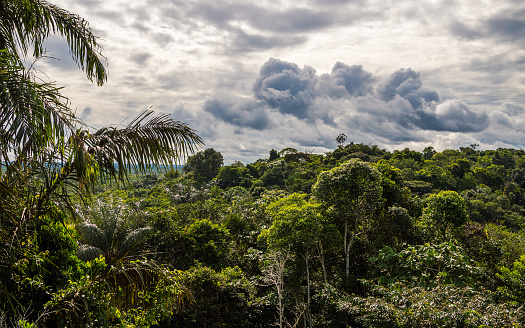 Landscape of the jungle in Cuyabeno Wildlife Reserve.