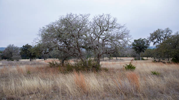 Landscape photo in Texas stock photo
