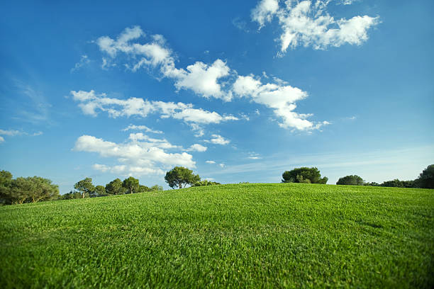 Landscape Landscape of a green field with trees and a bright blue sky. highland park stock pictures, royalty-free photos & images