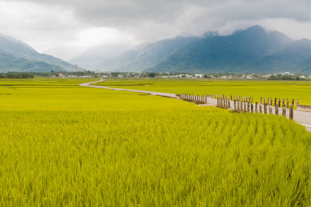 Landscape View Of Beautiful Rice Fields At Brown Avenue, Chishang, Taitung, Taiwan. (Ripe golden rice ear) stock photo