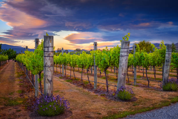 Landscape view of beautiful vintage vineyard during colorful sunset, New Zealand stock photo