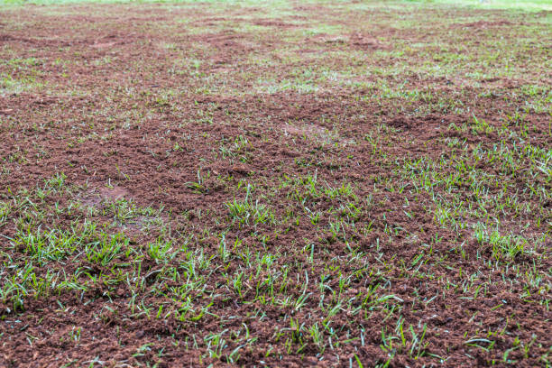 Landscape view of newly spreaded earth for lawn restoration work. Sweden. stock photo