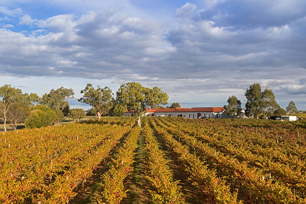 Landscape view of vineyard growing on limestone coast in Coonawara stock photo